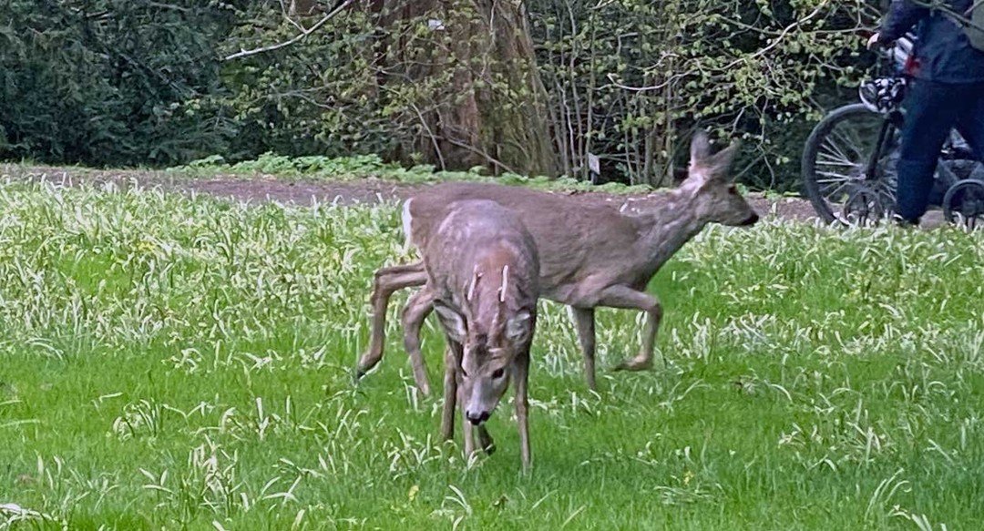 ulv ulveflokk rovdyr