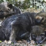 18377559460090067_fauna.no_