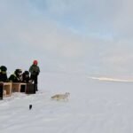 fjellrev-utsett-nina-foto-1250