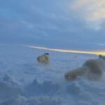 fjellrev-utsett2-nina-foto-1250