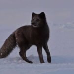 fjellrev-utsett3-nina-foto-1250