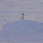 fjellrev-utsett4-nina-foto-1250