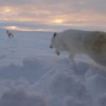 fjellrev-utsett5-nina-foto-1250