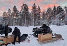 Fjellrev nummer 500 er nå ute i norsk fjellandskap