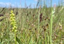 Honningblom får nye sjanser på Hvaler