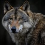 profile-image-ig-page-fauna.no_-1