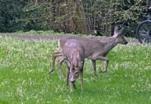 NOAH presset fram redningsløsning for rådyrene