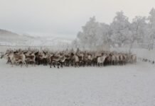 Færre tamrein og sau erstattes som tatt av rovdyr