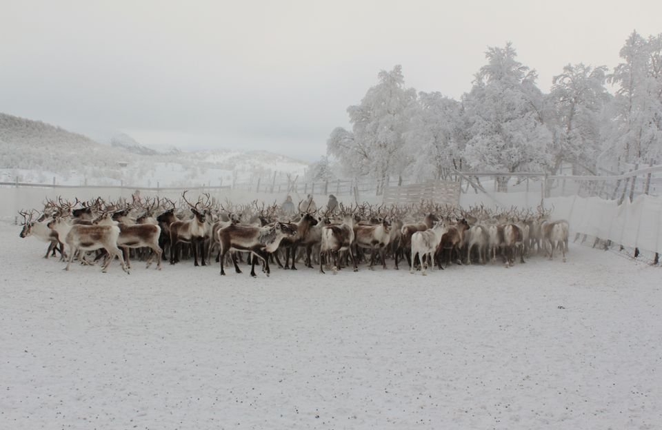 reindrift-foto-miljodir