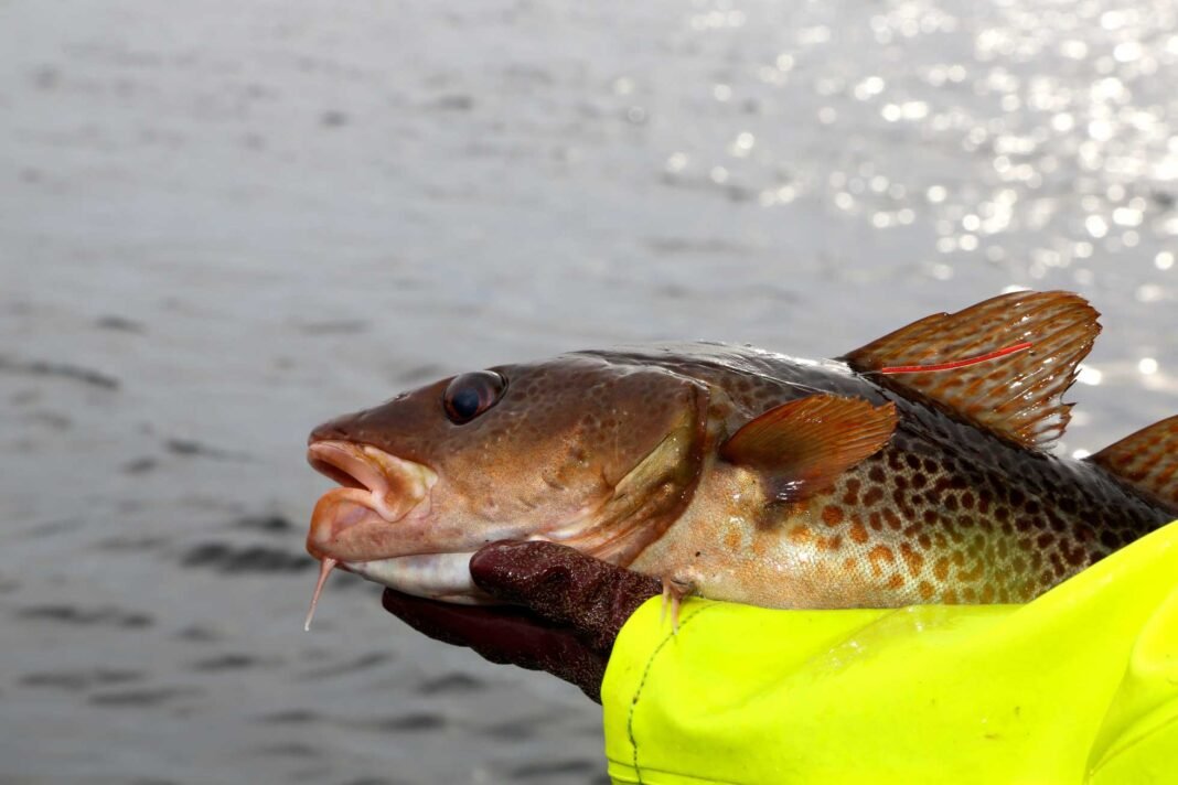 torsk-i-hand-HI_foto_1960