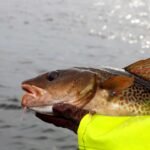 torsk-i-hand-HI_foto_1960