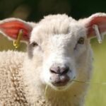 17884029126372957_fauna.no_