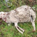 17918390463302102_fauna.no_