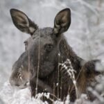 18058305854694498_fauna.no_