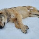 18076810943541857_fauna.no_