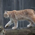 18087694094211192_fauna.no_