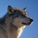 18092864846117735_fauna.no_