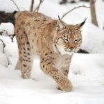 18095461567953901_fauna.no_