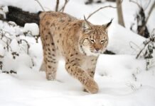 Hvem bør rovdyrvenner gi pengene sine til, egentlig?