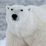 18183224152327694_fauna.no_