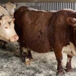 18383021293092477_fauna.no_