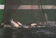 Tre spekkhoggere klemt ihjel i fiskenota