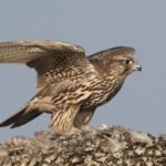 17874346512665083_fauna.no_