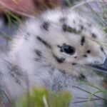 17896775643288176_fauna.no_