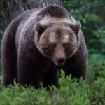 17917518156142867_fauna.no_