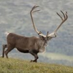 18062816834419078_fauna.no_