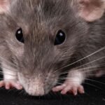 18076193129548603_fauna.no_