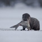 18079815893551860_fauna.no_