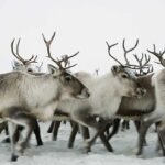 18100171624780435_fauna.no_