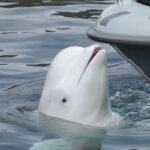 18111761308827076_fauna.no_