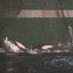 18119176264731890_fauna.no_