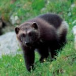 18324384958268467_fauna.no_