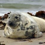 1920px-Halichoerus_grypus_He3-Av Andreas Trepte – Eget verk, CC BY-SA 2.5,