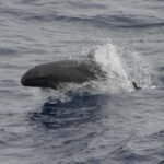 False_killer_whale_890002-Offentlig eiendom