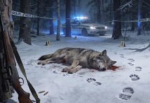 Les hele tiltalen mot den ulovlige ulvejakta Illustrasjon: Perplexity / fauna.no