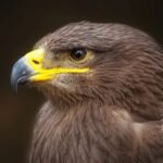 17884036227561591_fauna.no_