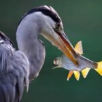 17906744901402863_fauna.no_