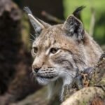 18073089347273310_fauna.no_