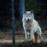 18074210192294736_fauna.no_