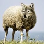 18093034790216954_fauna.no_