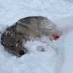 18093379984930550_fauna.no_