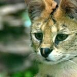 18107654566907277_fauna.no_
