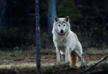 Ulvepar skapte storm – som sunket i jorden