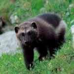 18168568651418714_fauna.no_