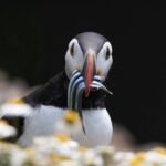 18352539916213508_fauna.no_