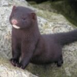 18580291855004829_fauna.no_